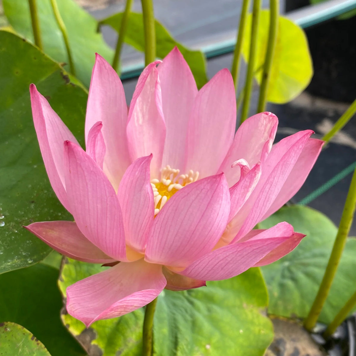 5+ Rare Seeds-Pee Bee Pink Lotus Seeds - Water Plant Seeds