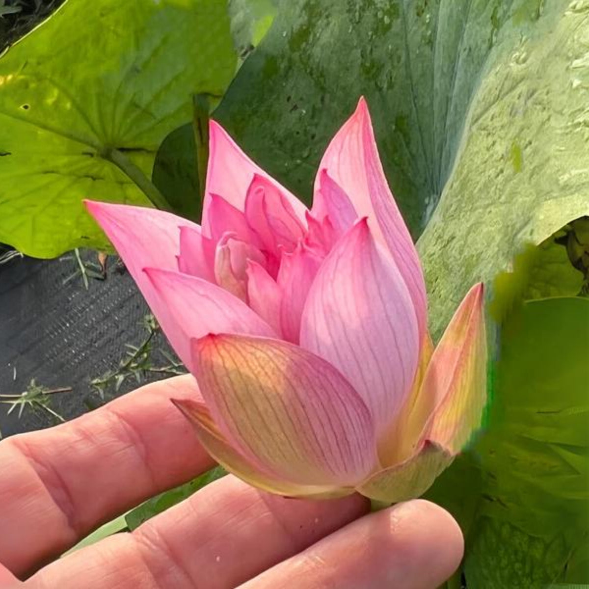 5+ Rare Seeds-Pee Bee Pink Lotus Seeds - Water Plant Seeds