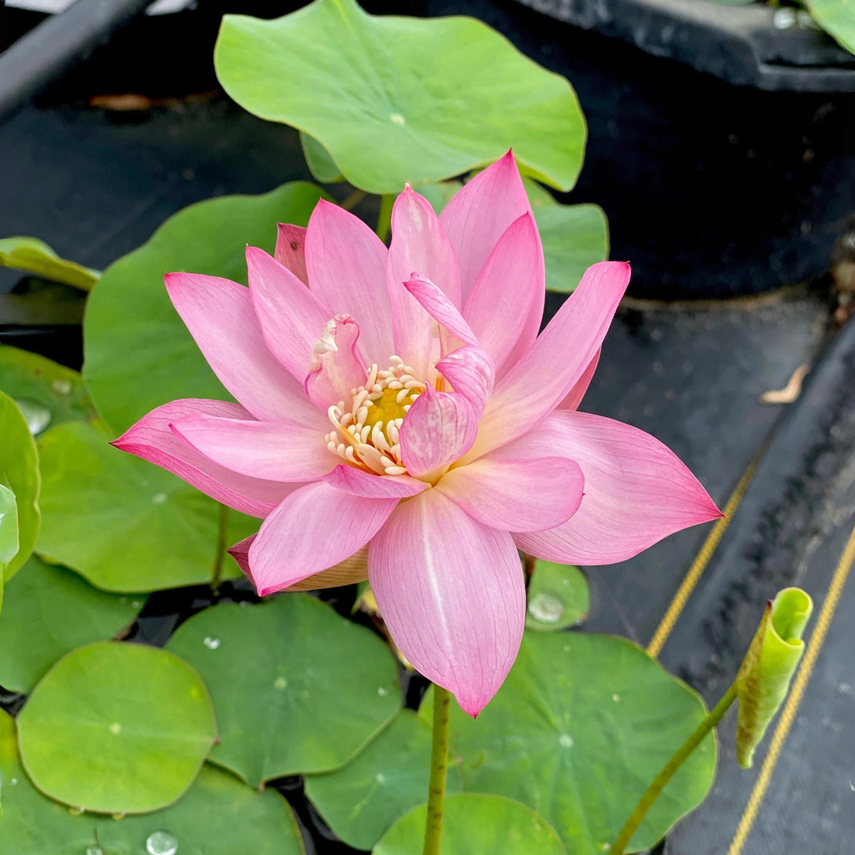 5+ Rare Seeds-Pee Bee Pink Lotus Seeds - Water Plant Seeds