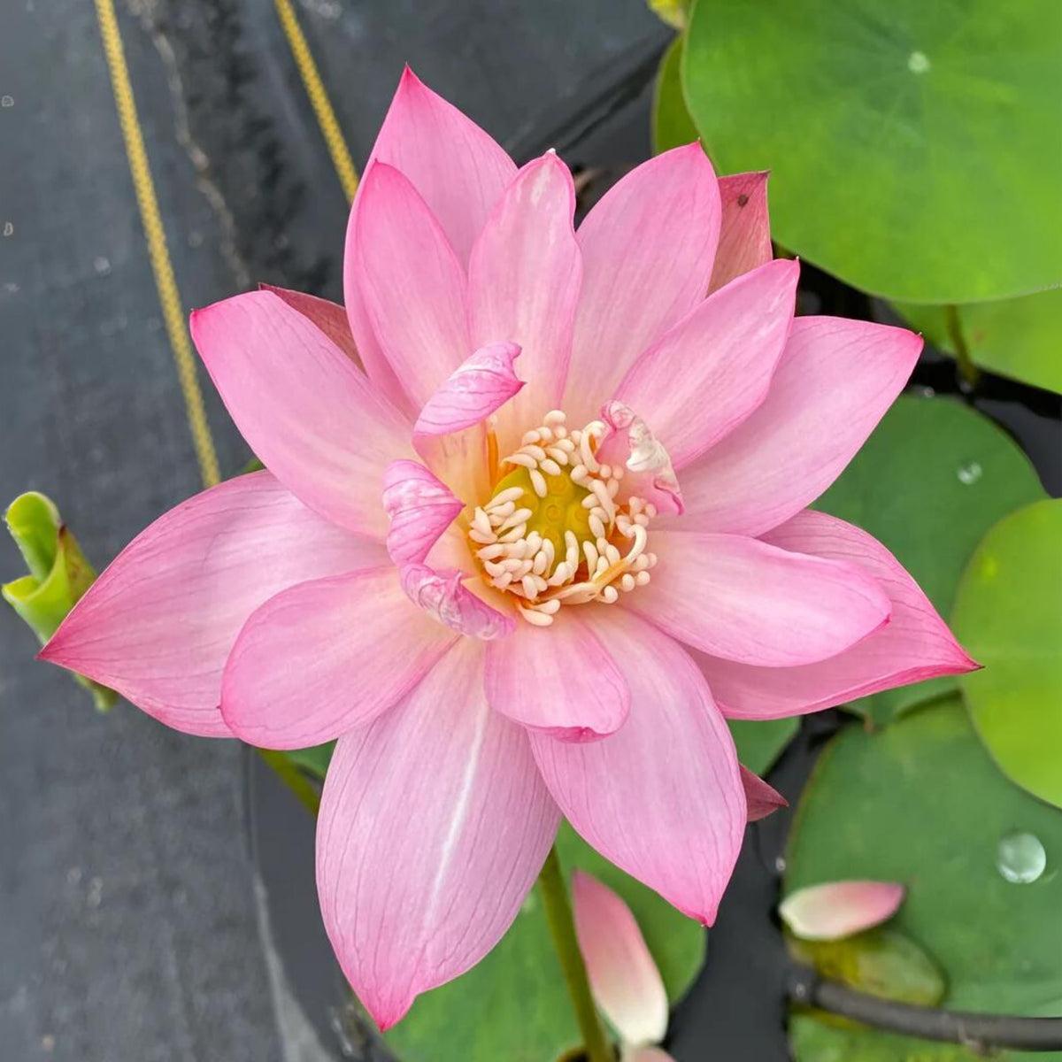 5+ Rare Seeds-Pee Bee Pink Lotus Seeds - Water Plant Seeds