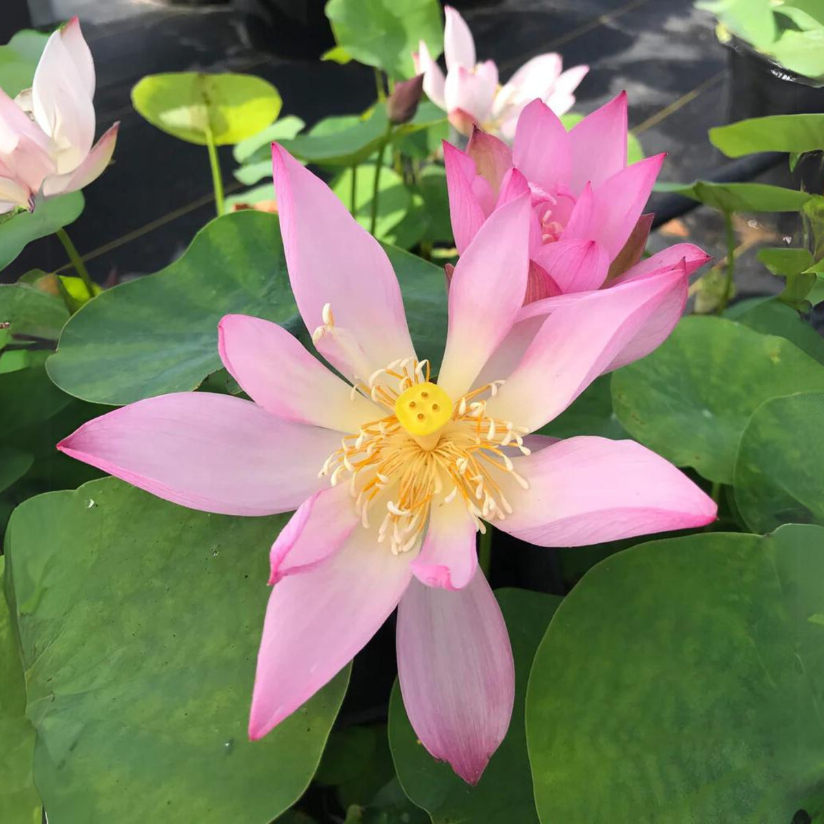 5+ Rare Seeds-Pee Bee Pink Lotus Seeds - Water Plant Seeds