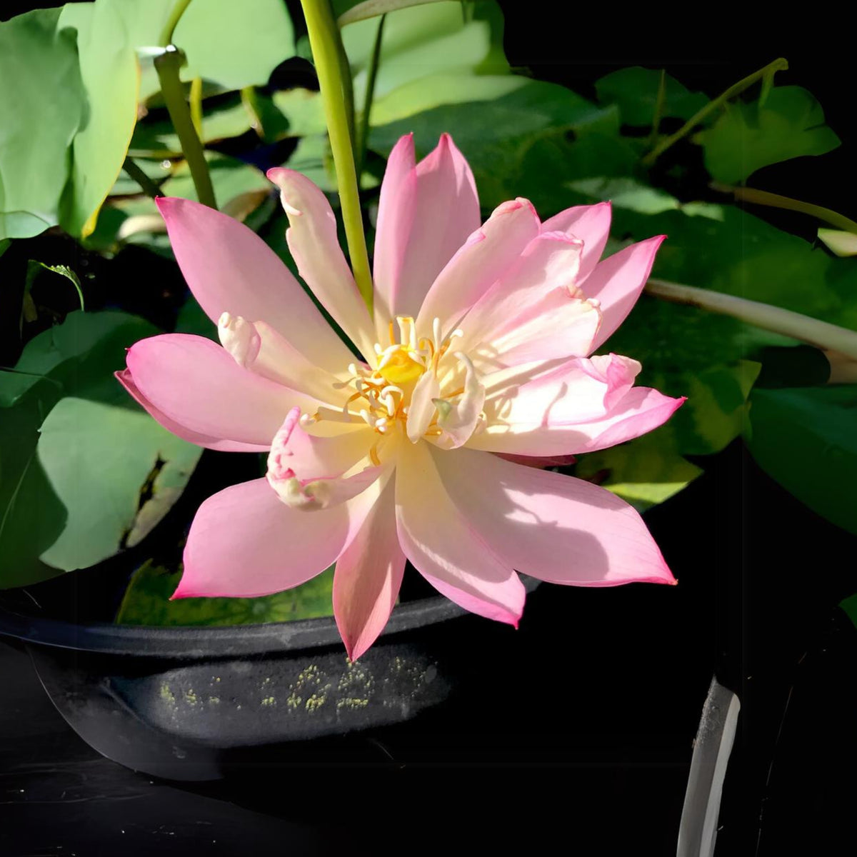5+ Rare Seeds-Pee Bee Pink Lotus Seeds - Water Plant Seeds