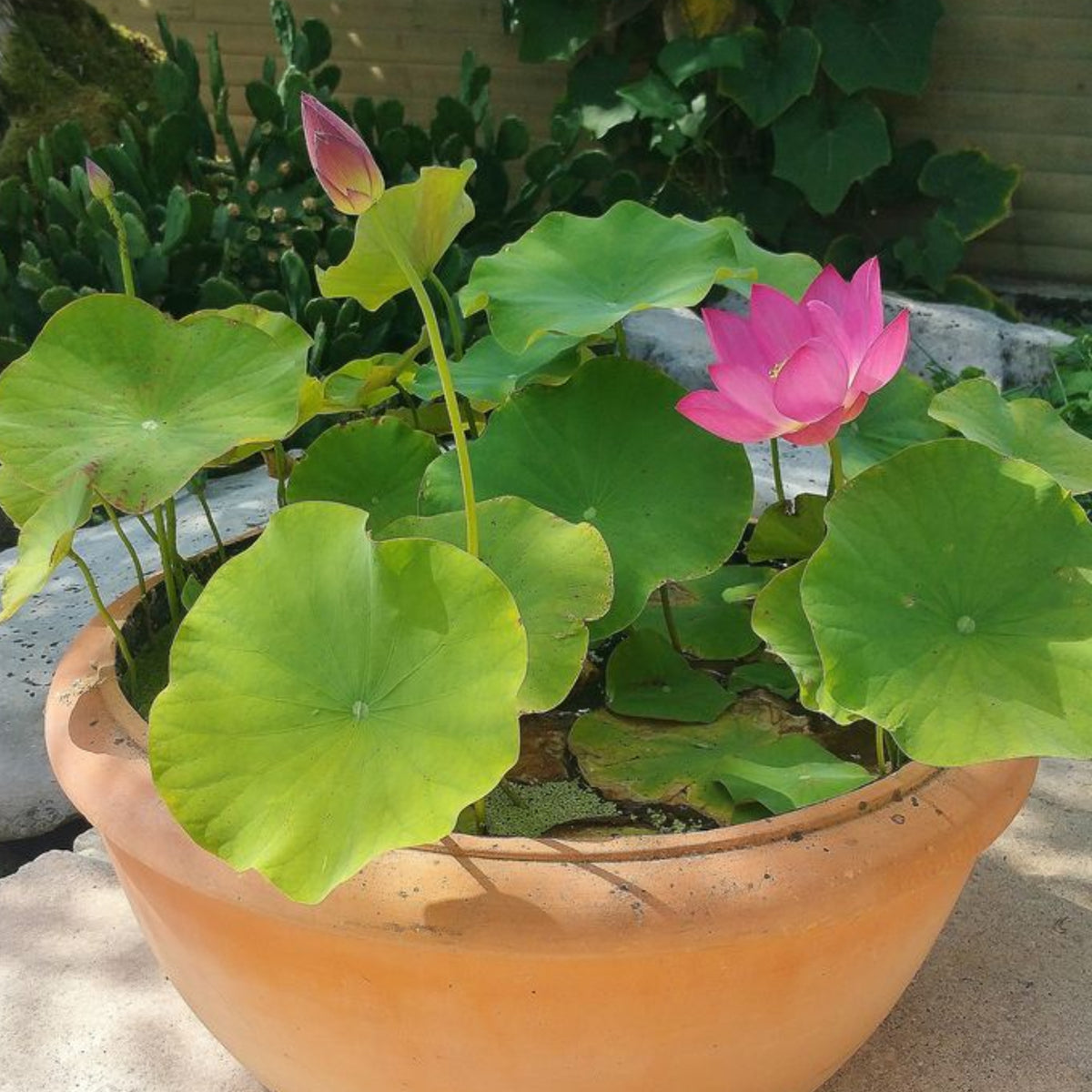 5+ Rare Seeds-Pee Bee Pink Lotus Seeds - Water Plant Seeds