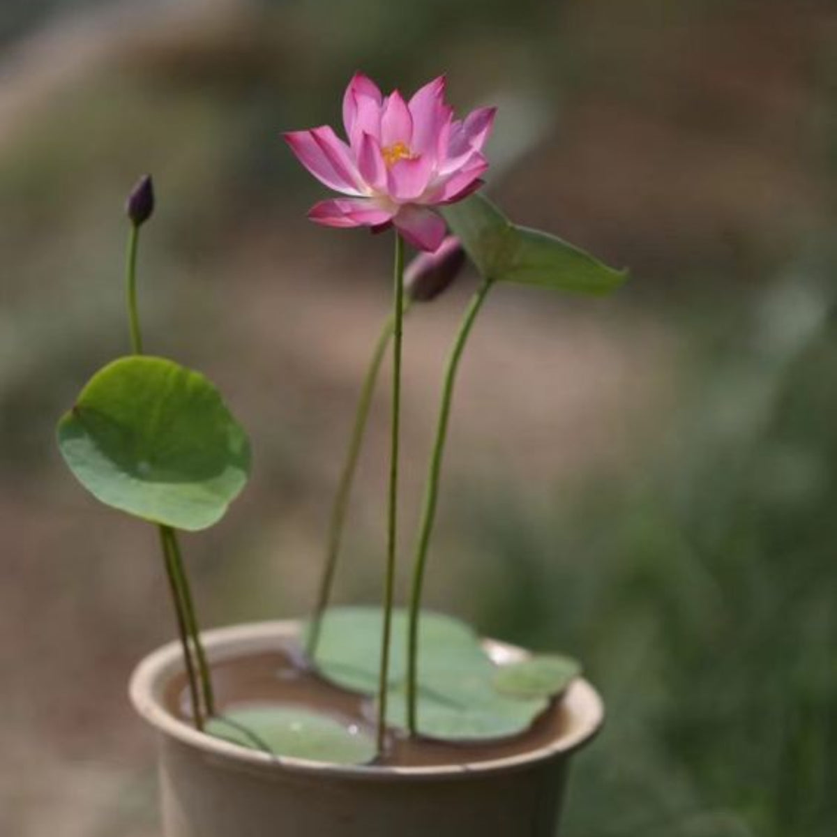 5+ Rare Seeds-Pee Bee Pink Lotus Seeds - Water Plant Seeds