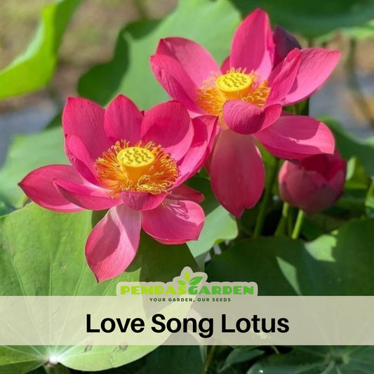 5+ Rare Seeds-Love Song Lotus Seeds - Water Plant Seeds, Bean of India