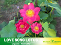 5+ Rare Seeds|Love Song Lotus Seeds - Indian Lotus (Nelumbo nucifera) Seeds- Water Plant Seeds- Bean of India- Egyptian Lotus - Aquatic perennial- Fragrant flowers - Ornamental Pond & Container Plant #Q033
