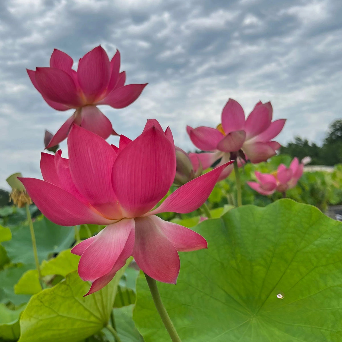 5+ Rare Seeds-Love Song Lotus Seeds - Water Plant Seeds, Bean of India