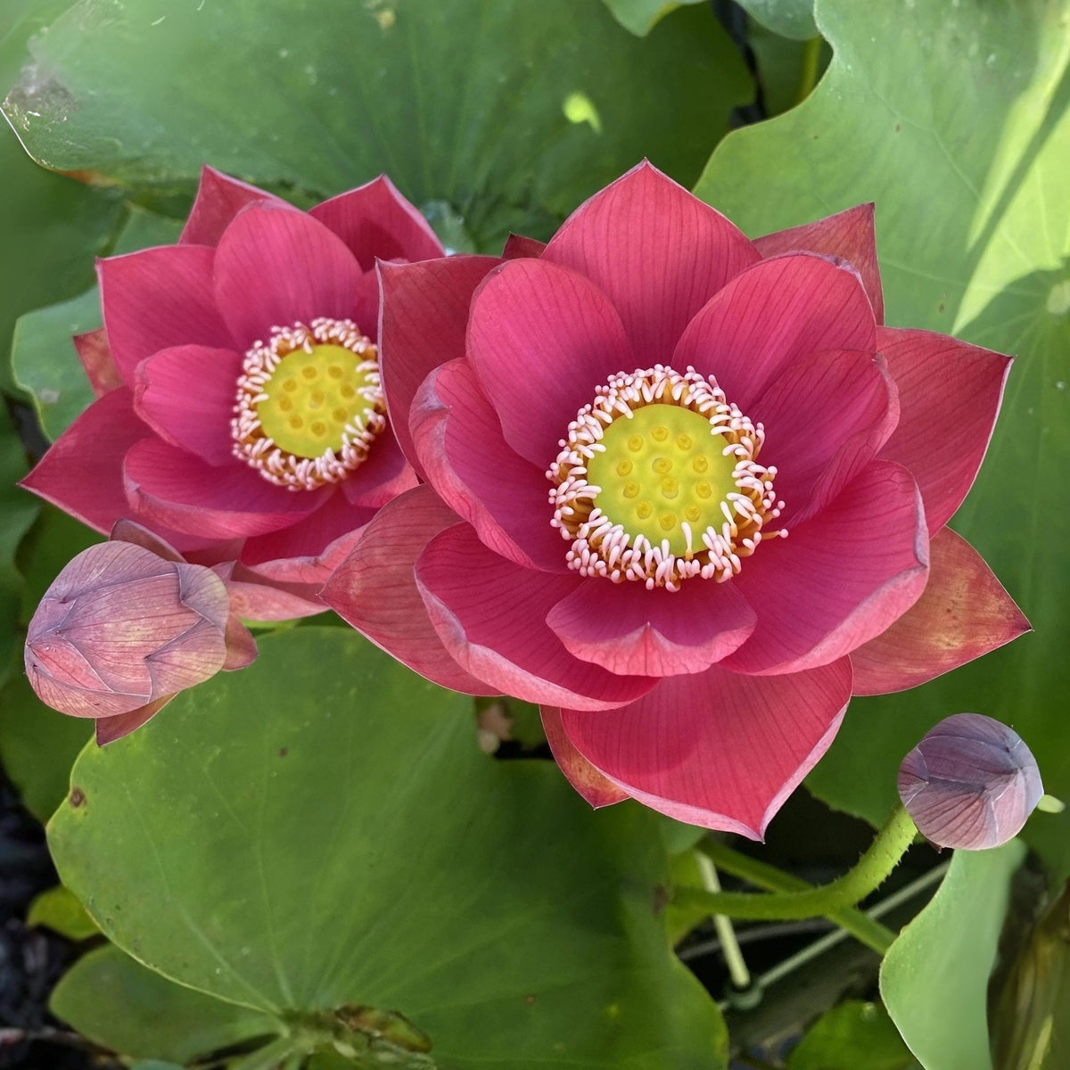 5+ Rare Seeds-Love Song Lotus Seeds - Water Plant Seeds, Bean of India