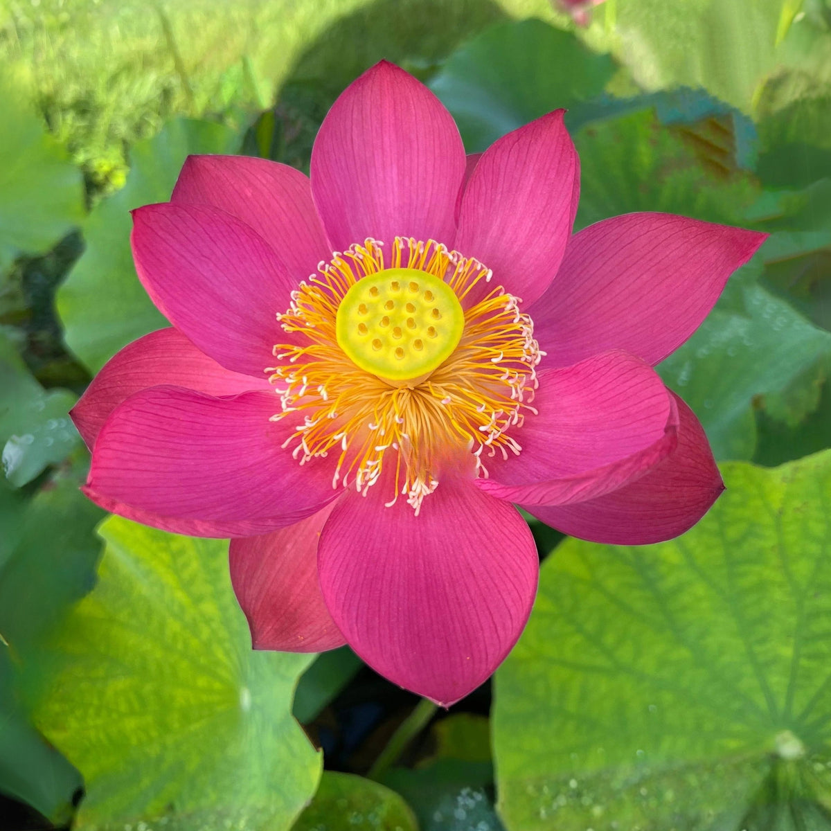 5+ Rare Seeds-Love Song Lotus Seeds - Water Plant Seeds, Bean of India