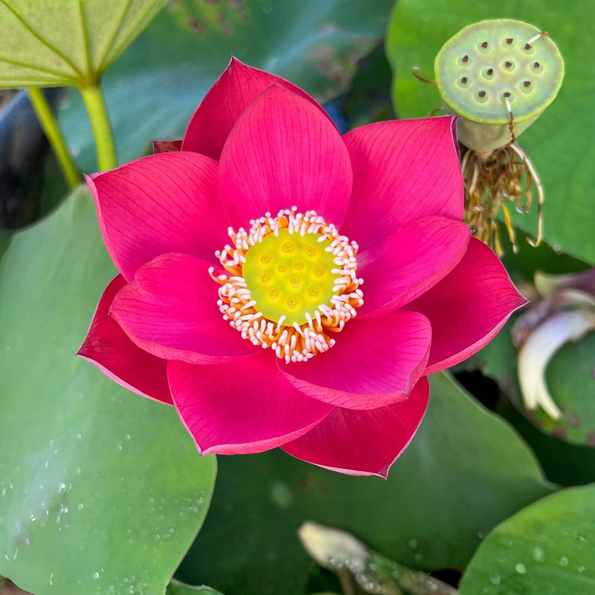 5+ Rare Seeds-Love Song Lotus Seeds - Water Plant Seeds, Bean of India