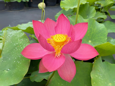 planting seeds of love song 5+ Rare Seeds|Love Song Lotus Seeds