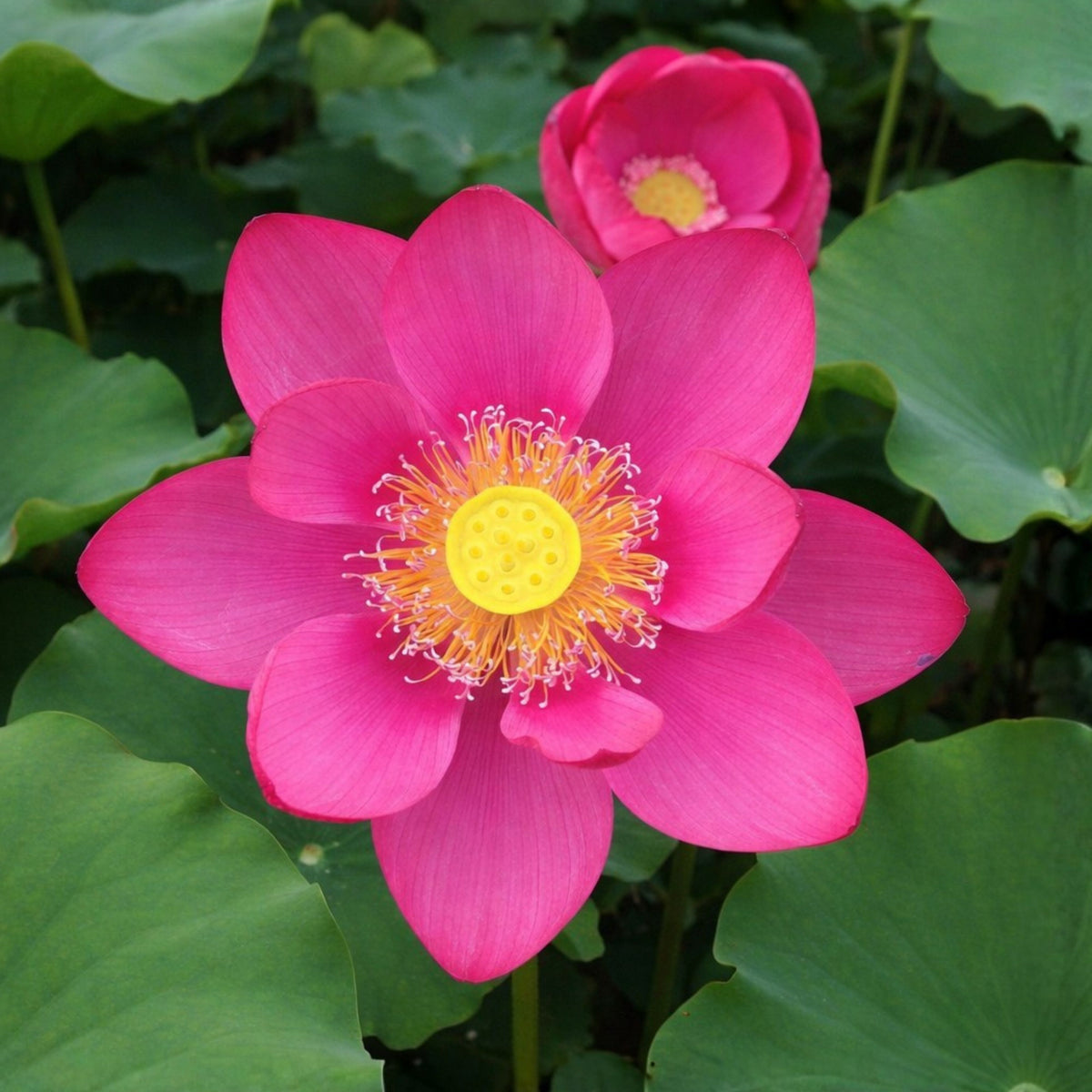 5+ Rare Seeds-Love Song Lotus Seeds - Water Plant Seeds, Bean of India