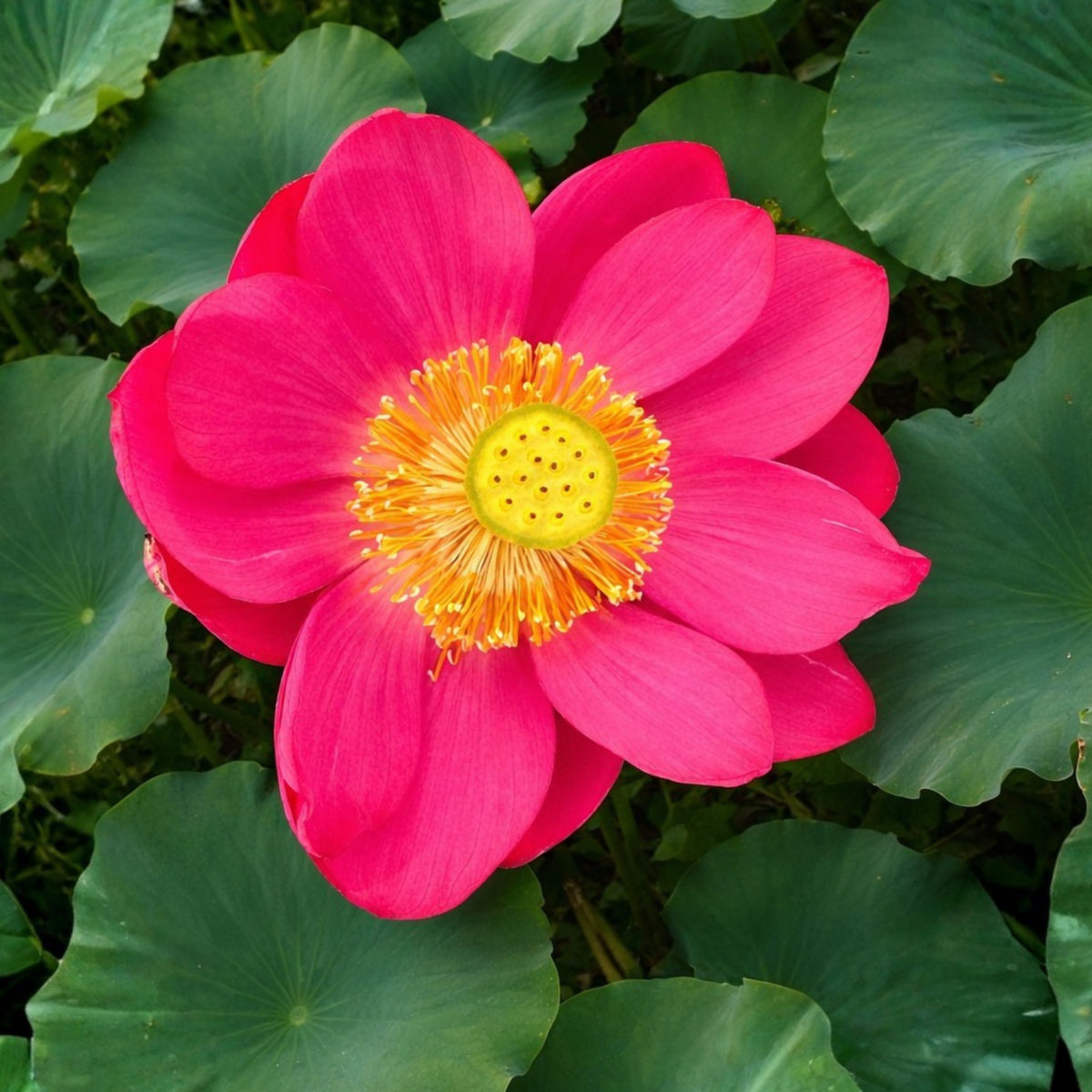 5+ Rare Seeds-Love Song Lotus Seeds - Water Plant Seeds, Bean of India