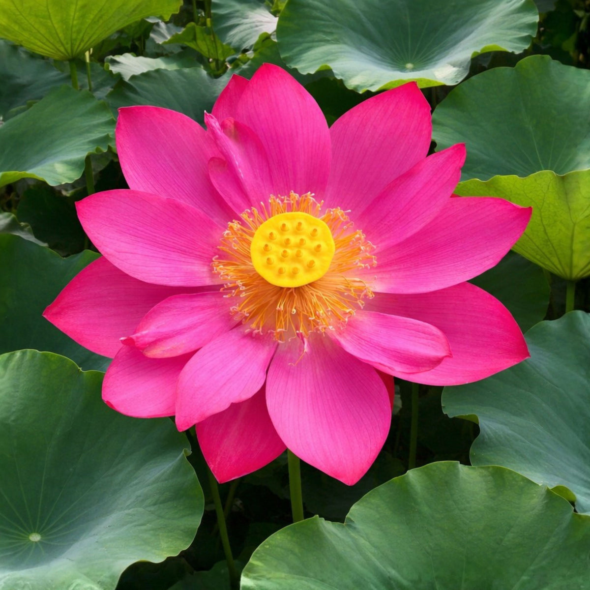 5+ Rare Seeds-Love Song Lotus Seeds - Water Plant Seeds, Bean of India