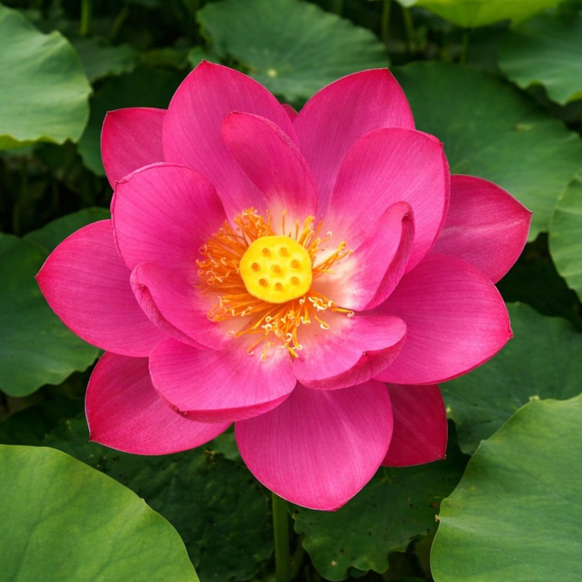 5+ Rare Seeds-Love Song Lotus Seeds - Water Plant Seeds, Bean of India