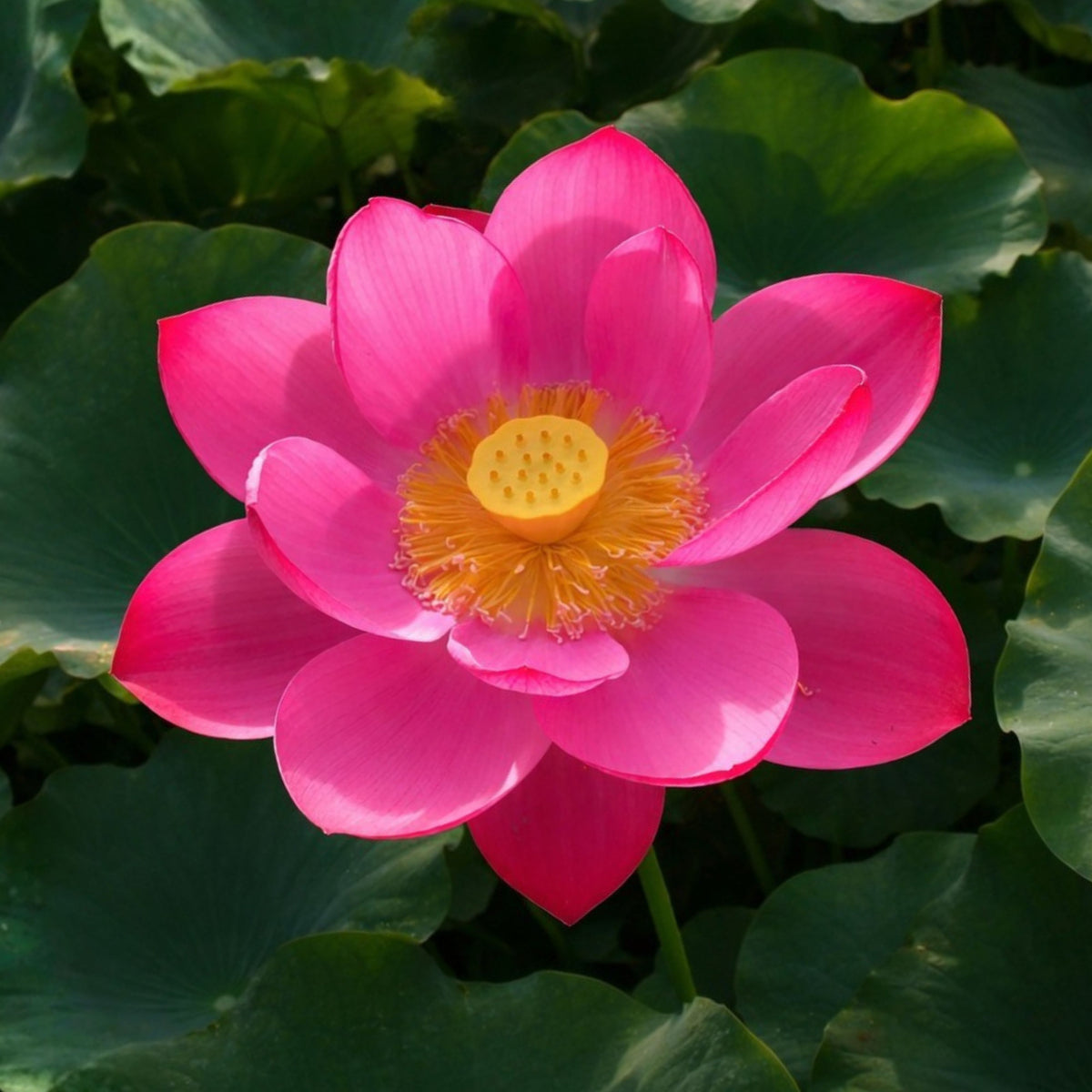 5+ Rare Seeds-Love Song Lotus Seeds - Water Plant Seeds, Bean of India