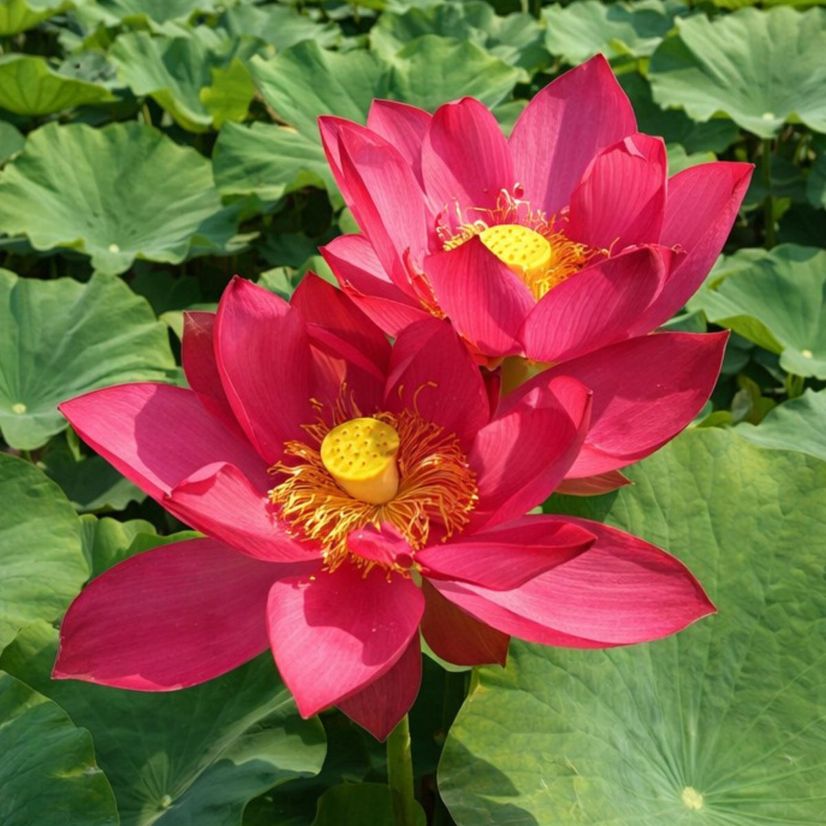 5+ Rare Seeds-Love Song Lotus Seeds - Water Plant Seeds, Bean of India