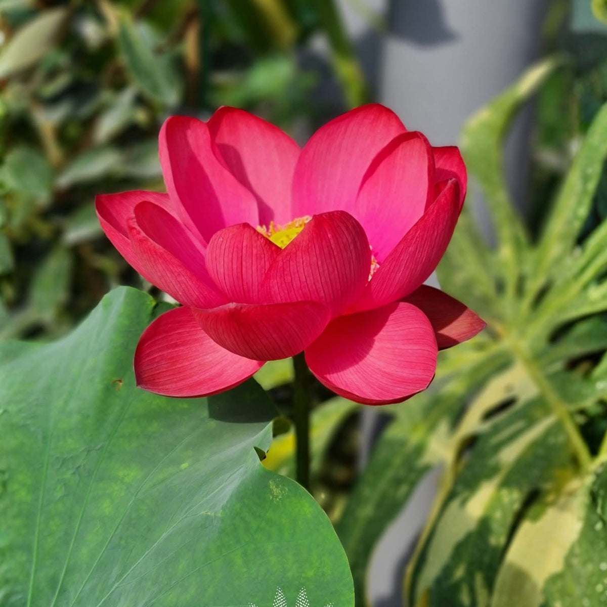 5+ Rare Seeds-Love Song Lotus Seeds - Water Plant Seeds, Bean of India