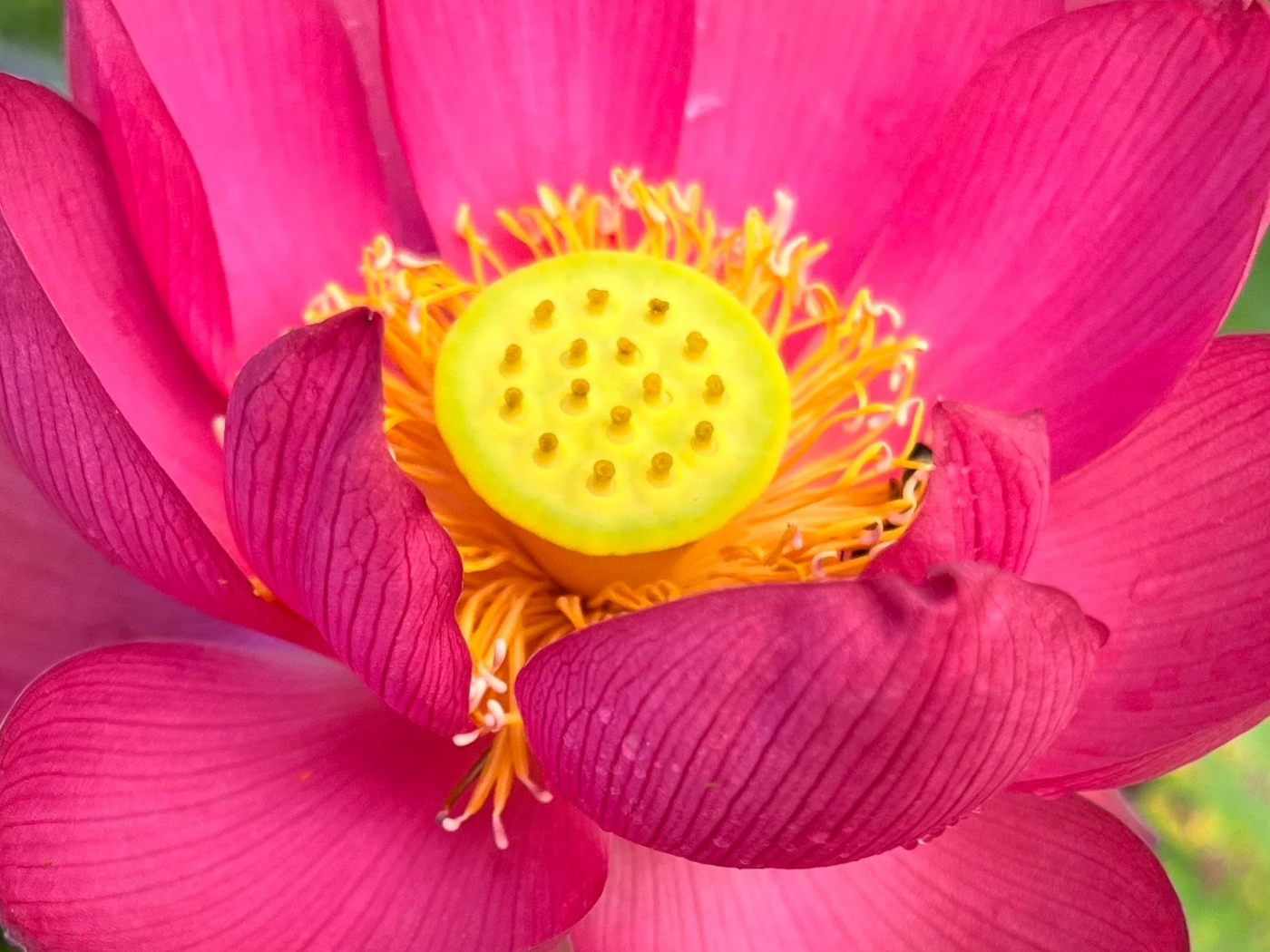 planting seeds of love song 5+ Rare Seeds|Love Song Lotus Seeds