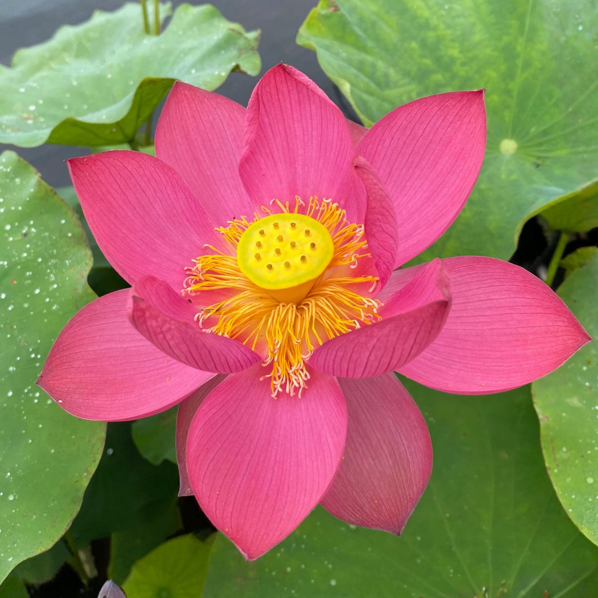 5+ Rare Seeds-Love Song Lotus Seeds - Water Plant Seeds, Bean of India