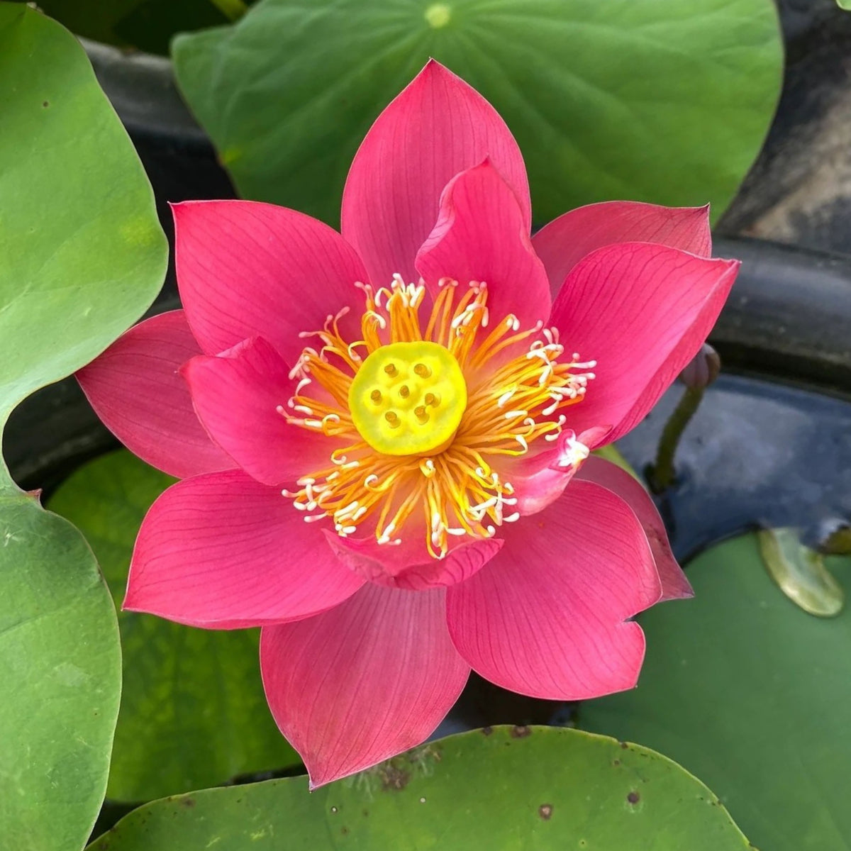 5+ Rare Seeds-Love Song Lotus Seeds - Water Plant Seeds, Bean of India