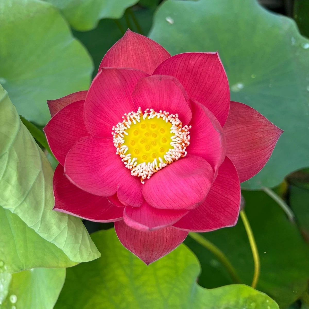5+ Rare Seeds-Love Song Lotus Seeds - Water Plant Seeds, Bean of India