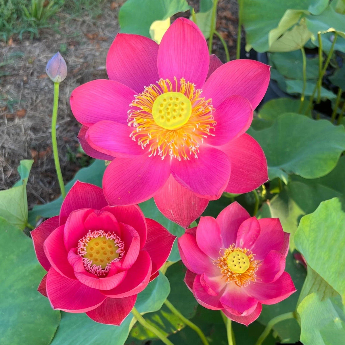 5+ Rare Seeds-Love Song Lotus Seeds - Water Plant Seeds, Bean of India