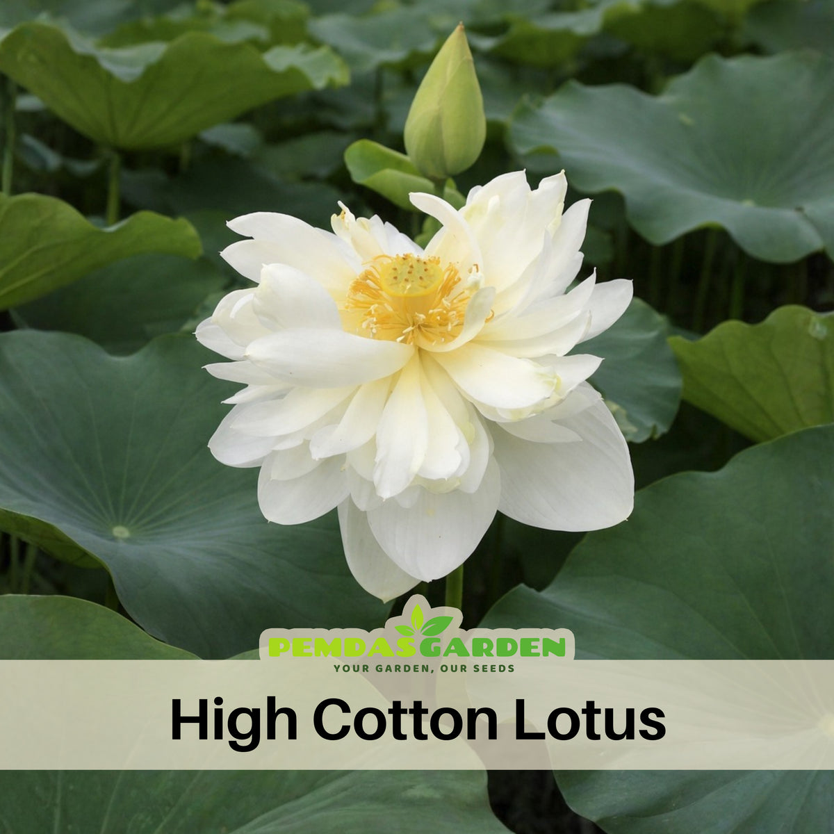 5+ Rare Seeds - High Cotton Lotus Seeds, Aquatic Perennial Water Plant