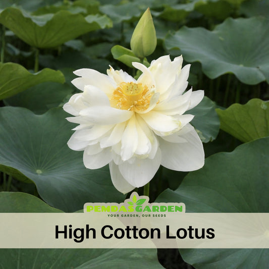 5+ Rare Seeds - High Cotton Lotus Seeds, Aquatic Perennial Water Plant