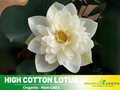 5+ Rare Seeds| High Cotton Lotus Seeds – Sacred Indian Lotus (Nelumbo nucifera), Aquatic Perennial Water Plant, Fragrant Blooms, Edible Roots & Seeds, Egyptian Lotus, Ornamental Pond & Container Gardening#Q034