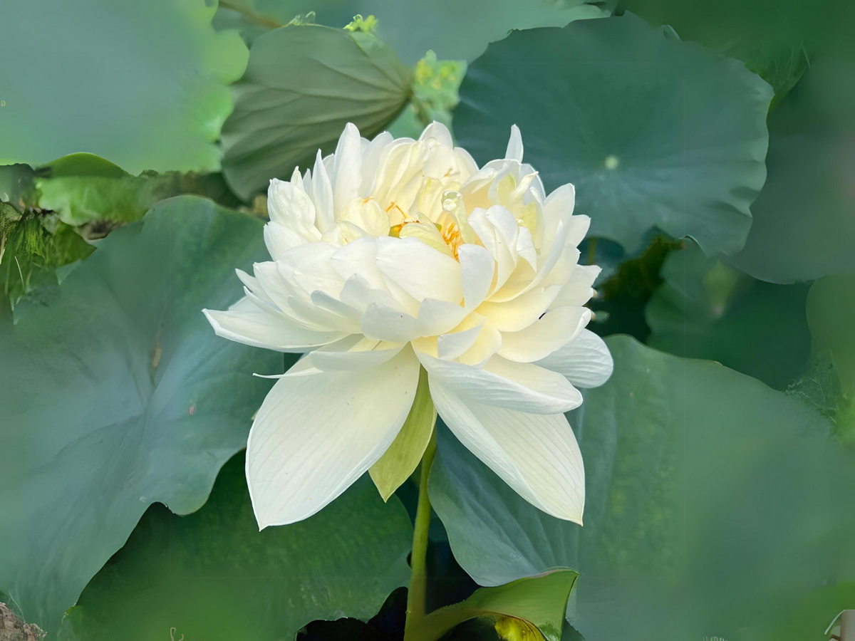 5+ Rare Seeds| High Cotton Lotus Seeds - Indian Lotus (Nelumbo nucifera) Seeds #Q034