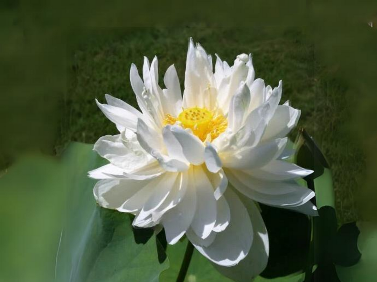 5+ Rare Seeds| High Cotton Lotus Seeds - Indian Lotus (Nelumbo nucifera) Seeds #Q034