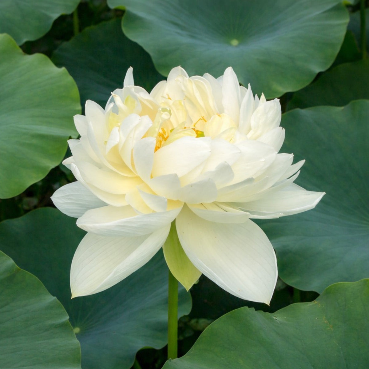 5+ Rare Seeds - High Cotton Lotus Seeds, Aquatic Perennial Water Plant