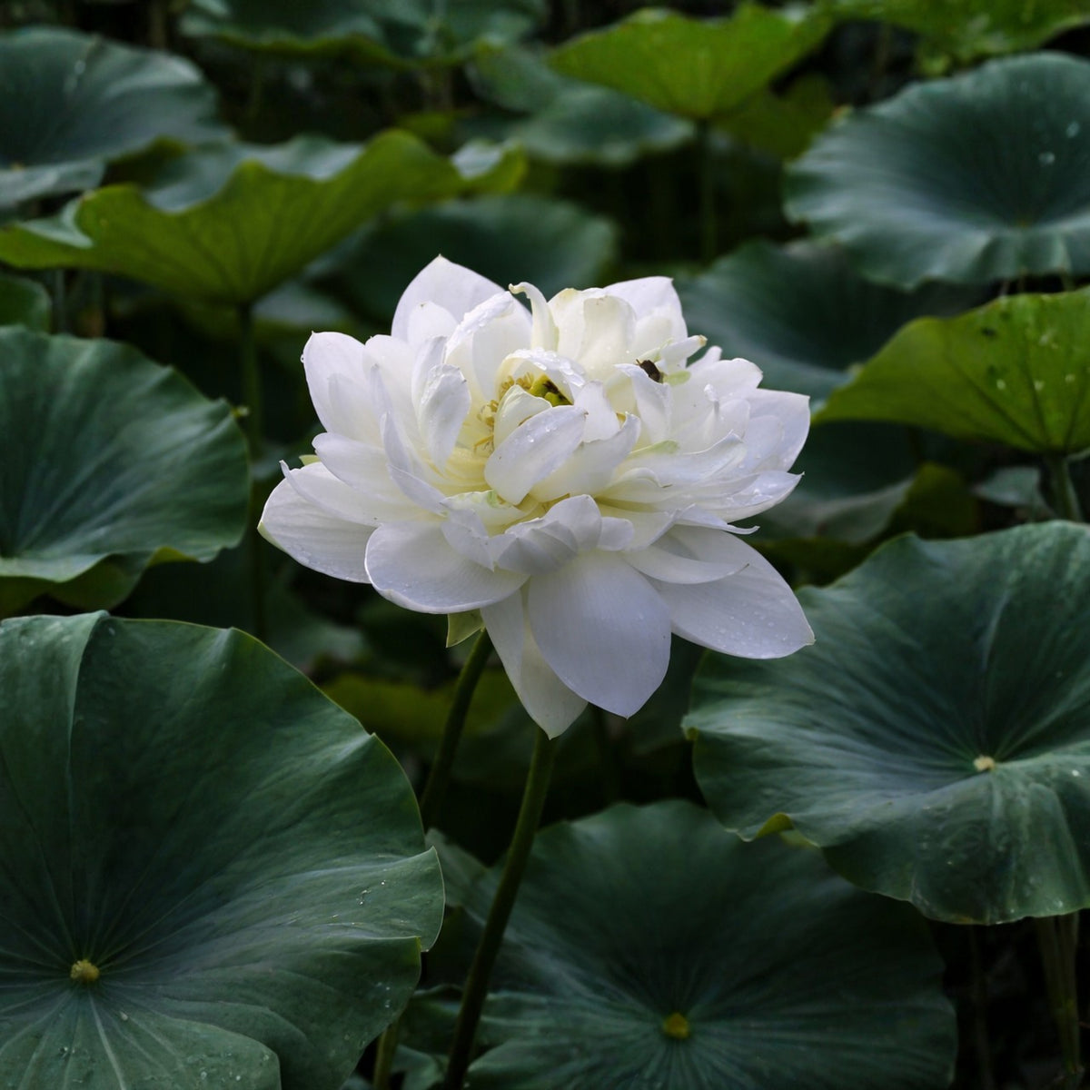 5+ Rare Seeds - High Cotton Lotus Seeds, Aquatic Perennial Water Plant