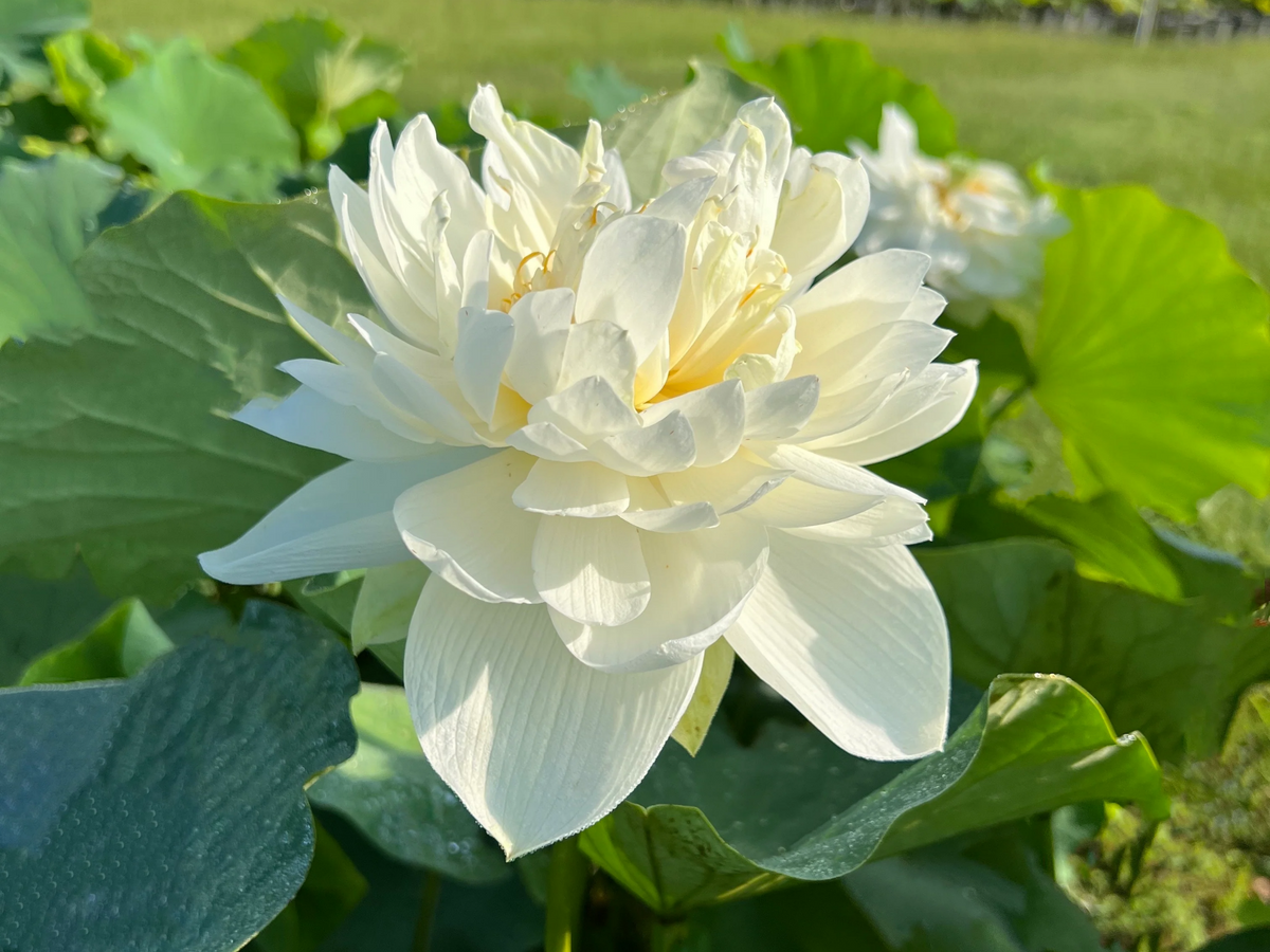 5+ Rare Seeds| High Cotton Lotus Seeds - Indian Lotus (Nelumbo nucifera) Seeds #Q034