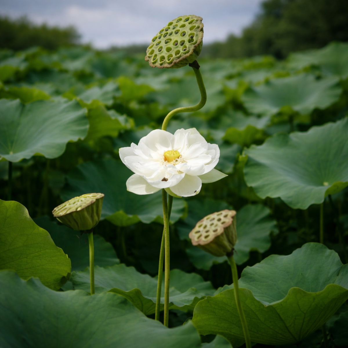 5+ Rare Seeds - High Cotton Lotus Seeds, Aquatic Perennial Water Plant