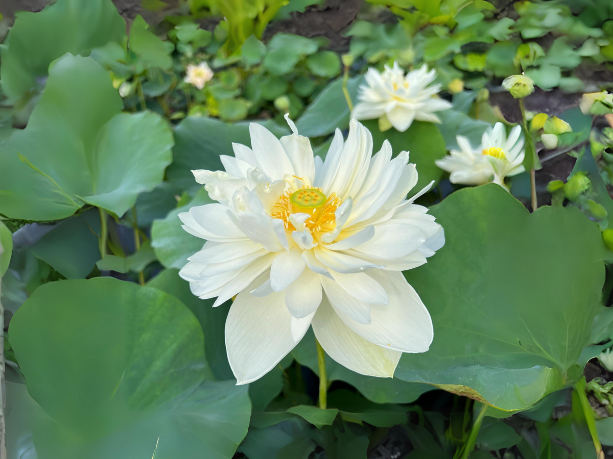 5+ Rare Seeds| High Cotton Lotus Seeds - Indian Lotus (Nelumbo nucifera) Seeds #Q034