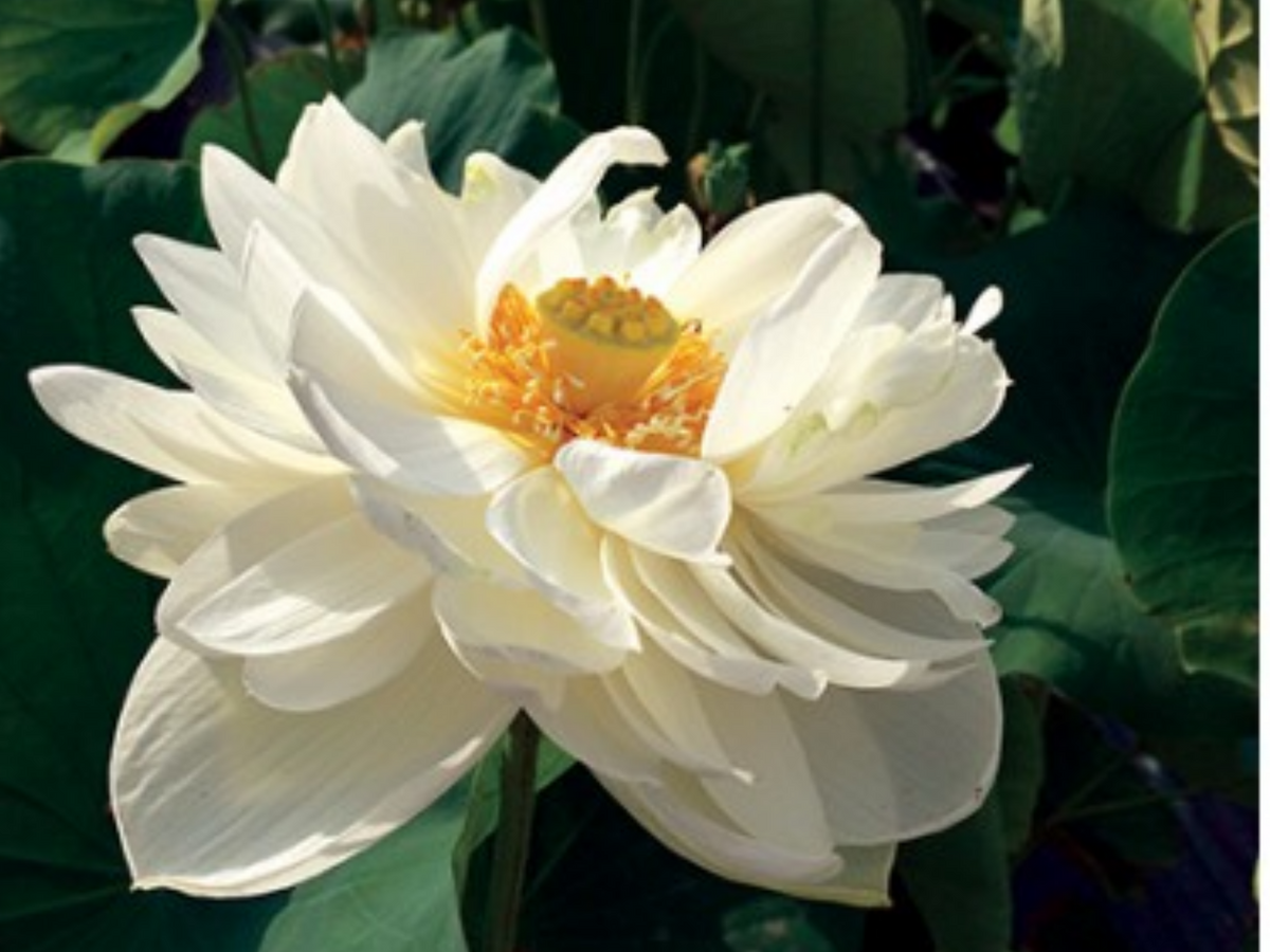 5+ Rare Seeds| High Cotton Lotus Seeds - Indian Lotus (Nelumbo nucifera) Seeds #Q034