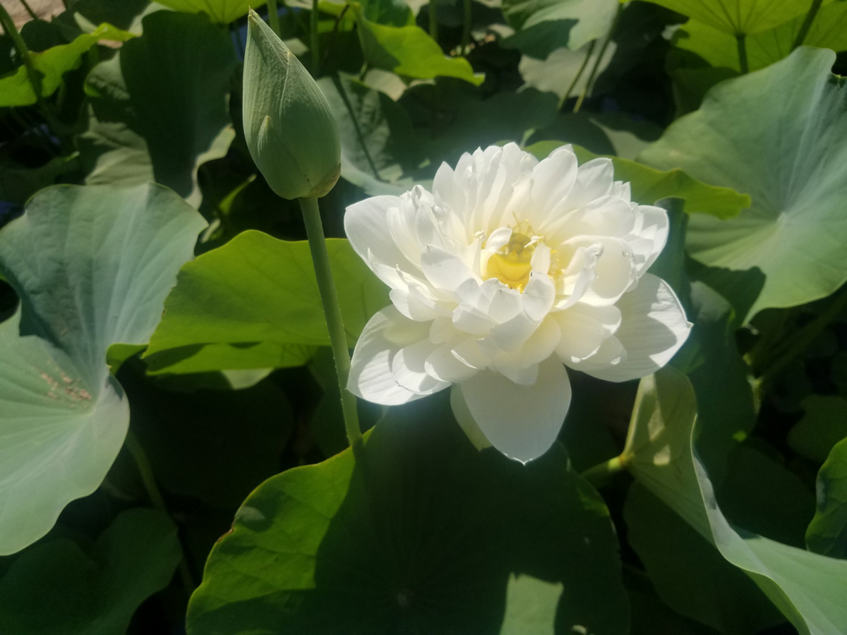 5+ Rare Seeds| High Cotton Lotus Seeds - Indian Lotus (Nelumbo nucifera) Seeds #Q034