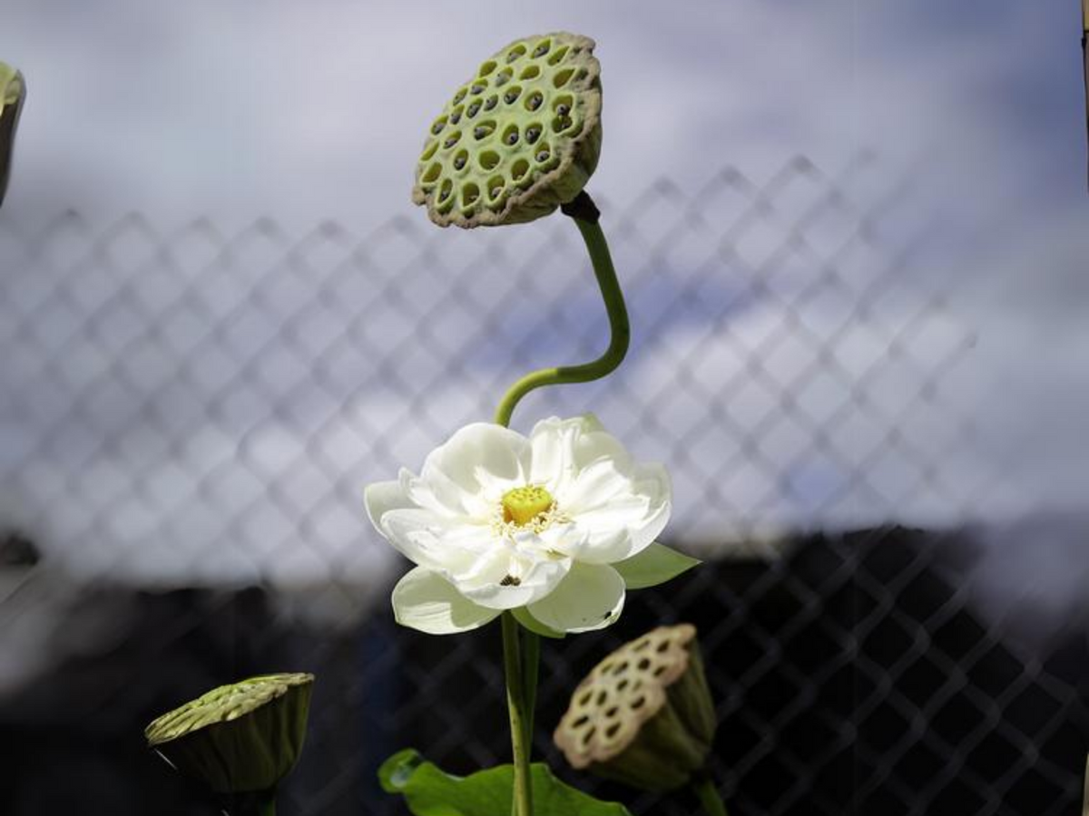 5+ Rare Seeds| High Cotton Lotus Seeds - Indian Lotus (Nelumbo nucifera) Seeds #Q034