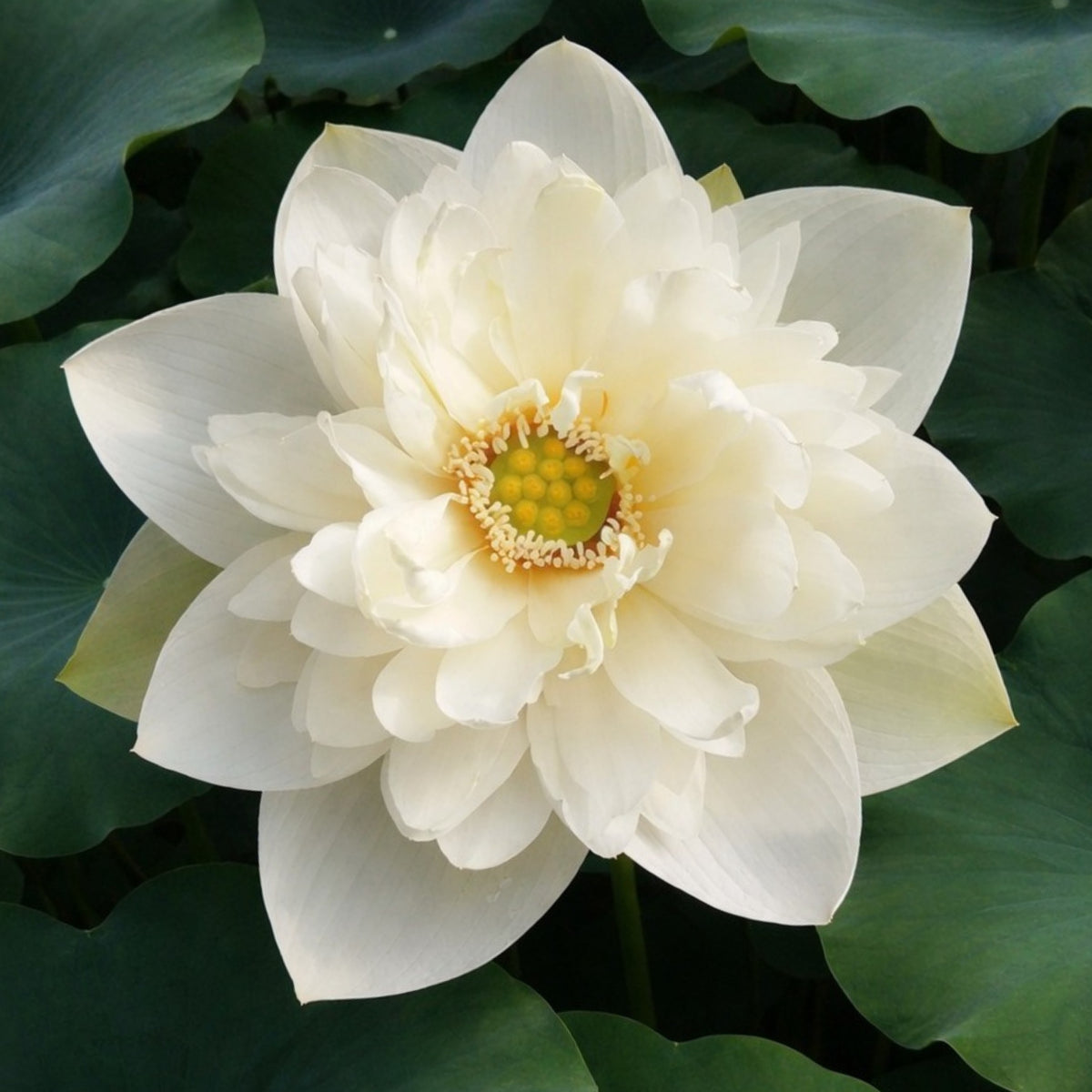 5+ Rare Seeds - High Cotton Lotus Seeds, Aquatic Perennial Water Plant