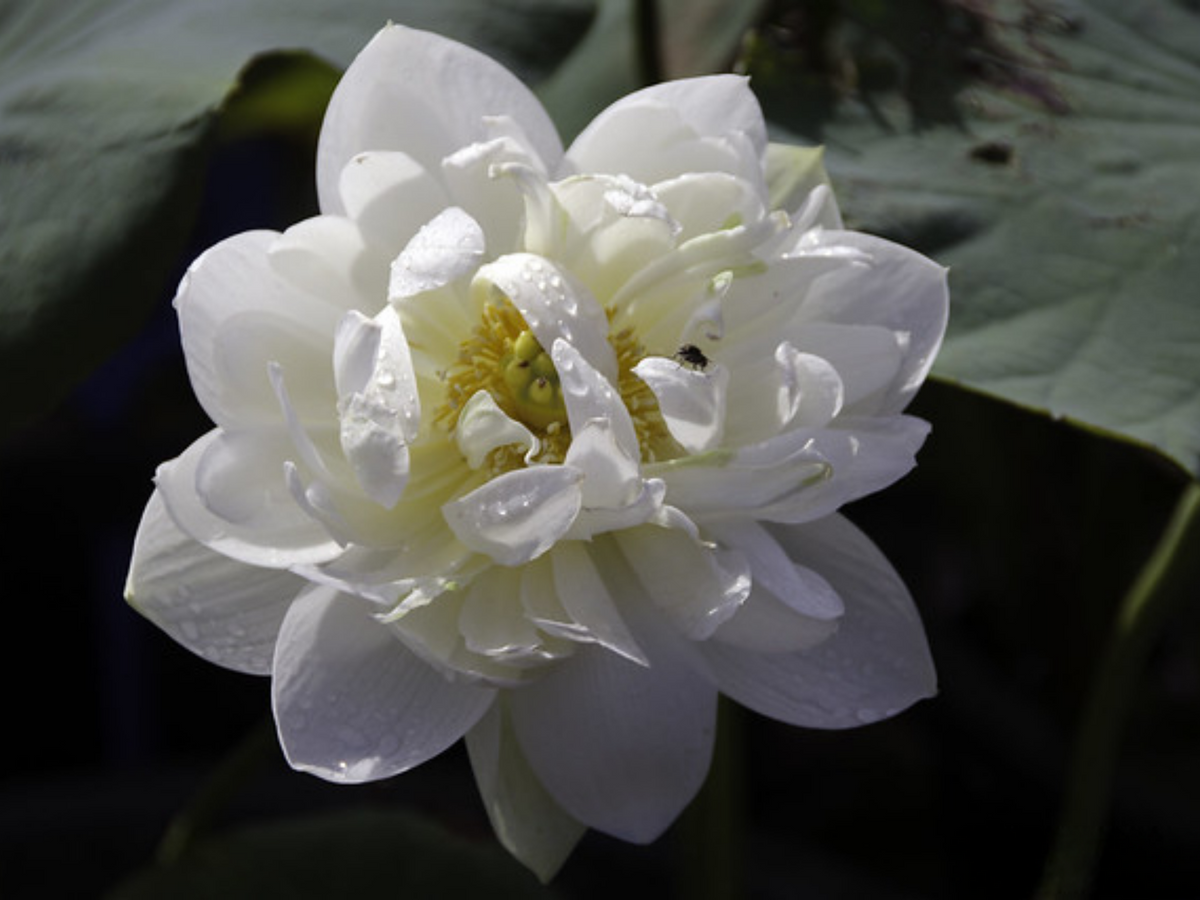 5+ Rare Seeds| High Cotton Lotus Seeds - Indian Lotus (Nelumbo nucifera) Seeds #Q034