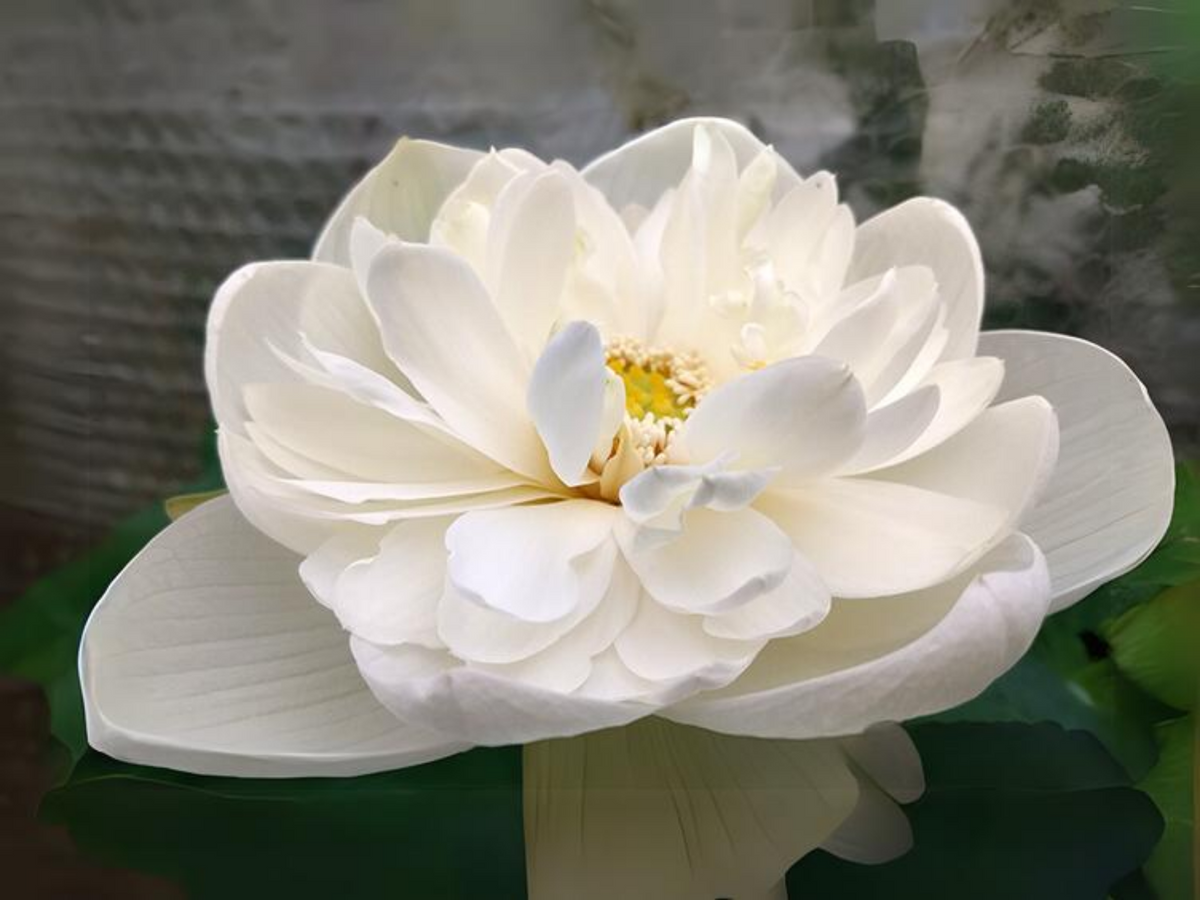 5+ Rare Seeds| High Cotton Lotus Seeds - Indian Lotus (Nelumbo nucifera) Seeds #Q034