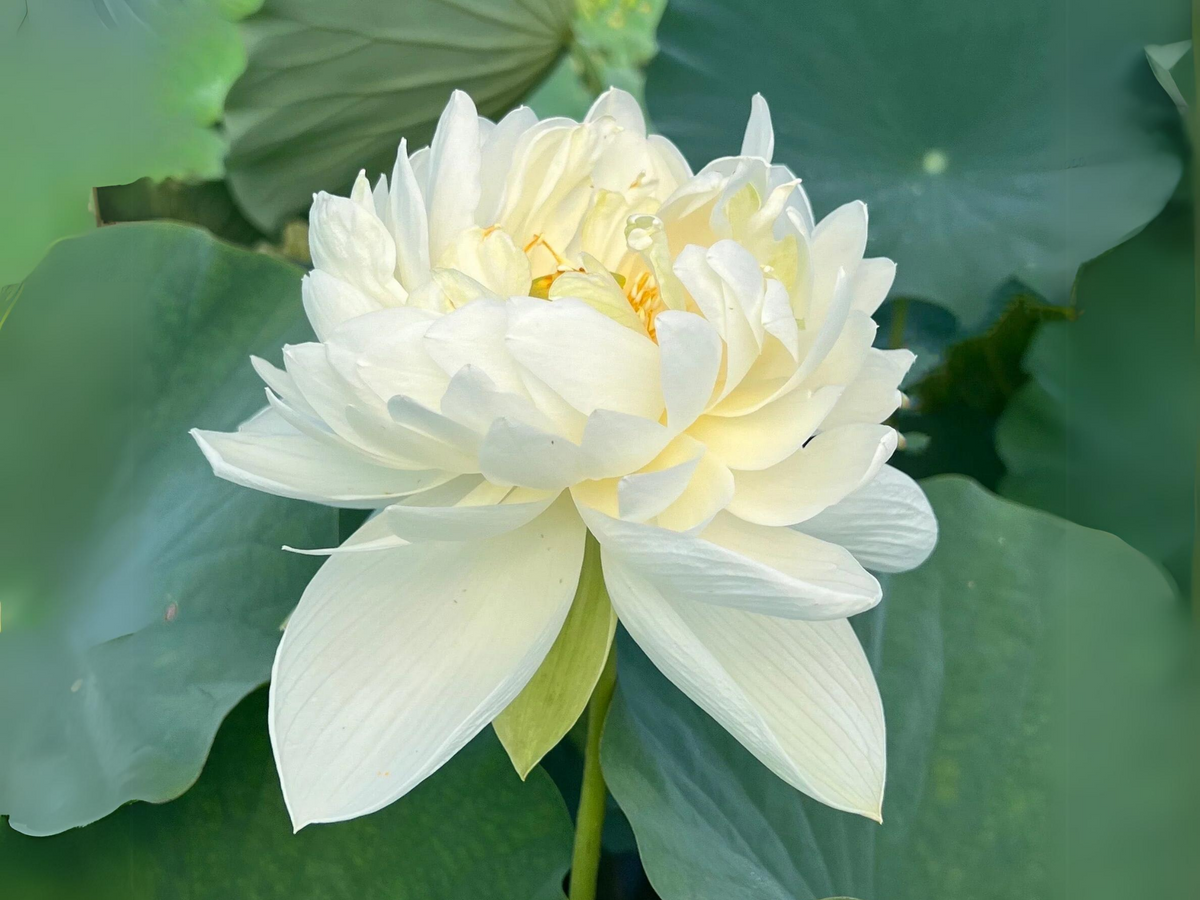 5+ Rare Seeds| High Cotton Lotus Seeds - Indian Lotus (Nelumbo nucifera) Seeds #Q034