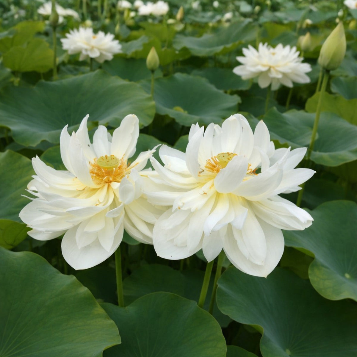5+ Rare Seeds - High Cotton Lotus Seeds, Aquatic Perennial Water Plant