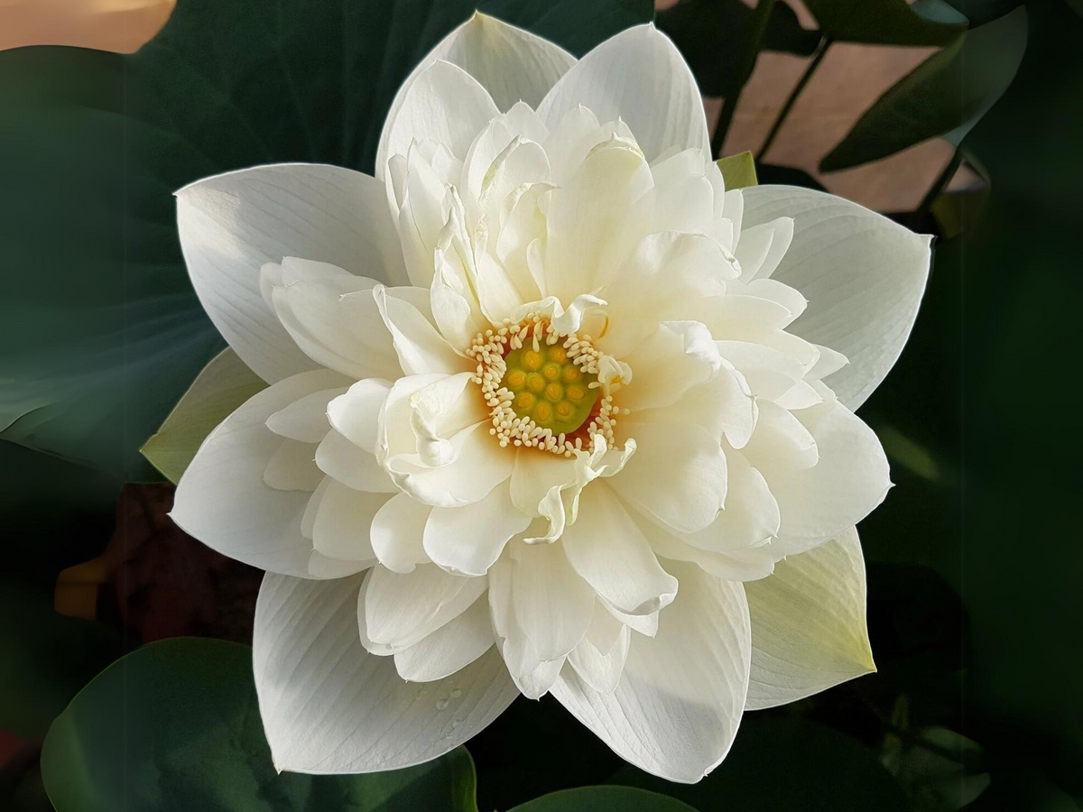 5+ Rare Seeds| High Cotton Lotus Seeds - Indian Lotus (Nelumbo nucifera) Seeds #Q034