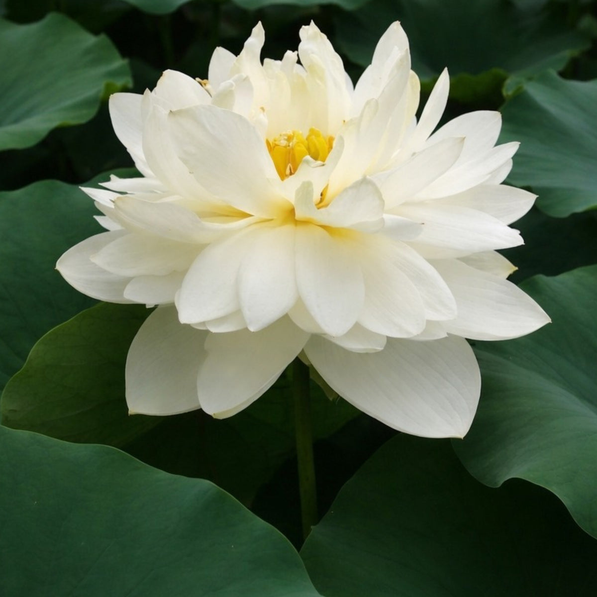 5+ Rare Seeds - High Cotton Lotus Seeds, Aquatic Perennial Water Plant