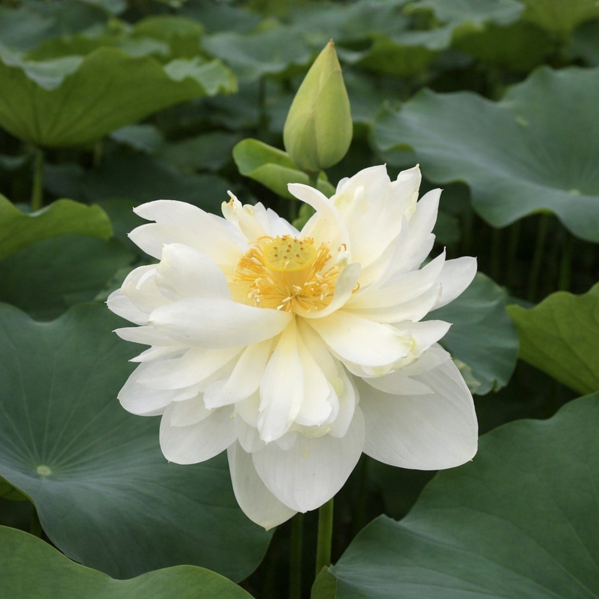 5+ Rare Seeds - High Cotton Lotus Seeds, Aquatic Perennial Water Plant