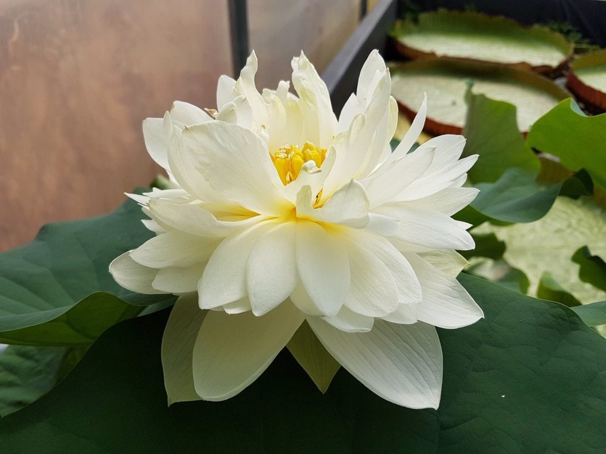 5+ Rare Seeds| High Cotton Lotus Seeds - Indian Lotus (Nelumbo nucifera) Seeds #Q034