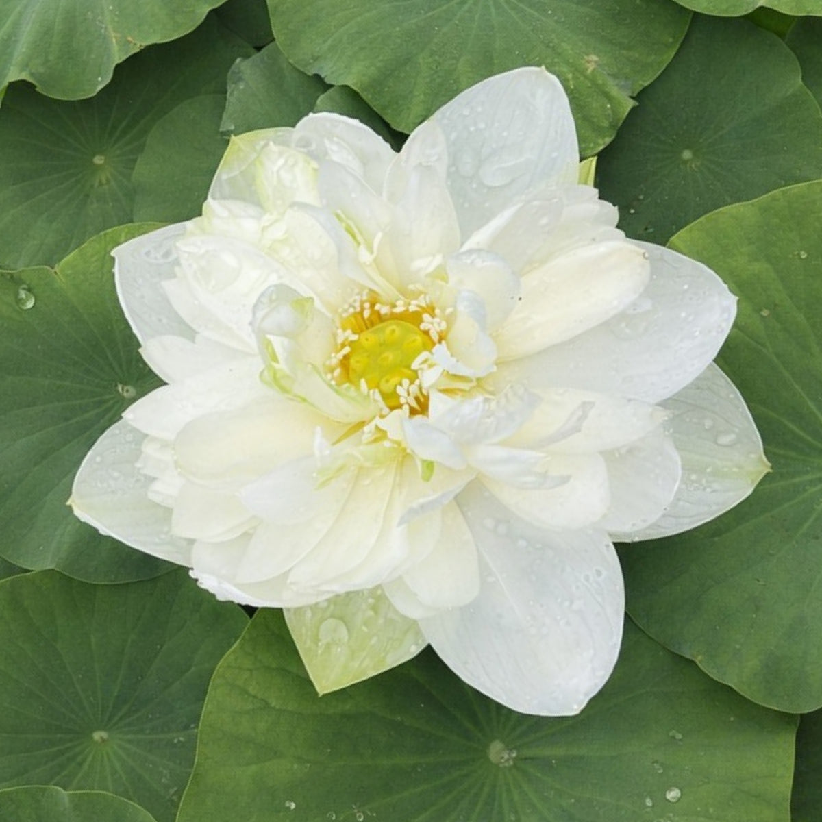 5+ Rare Seeds - High Cotton Lotus Seeds, Aquatic Perennial Water Plant
